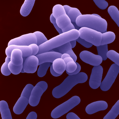 Bifidobacterium adolescentis