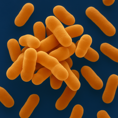 Bifidobacterium longum
